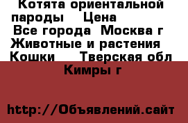 Котята ориентальной пароды  › Цена ­ 12 000 - Все города, Москва г. Животные и растения » Кошки   . Тверская обл.,Кимры г.